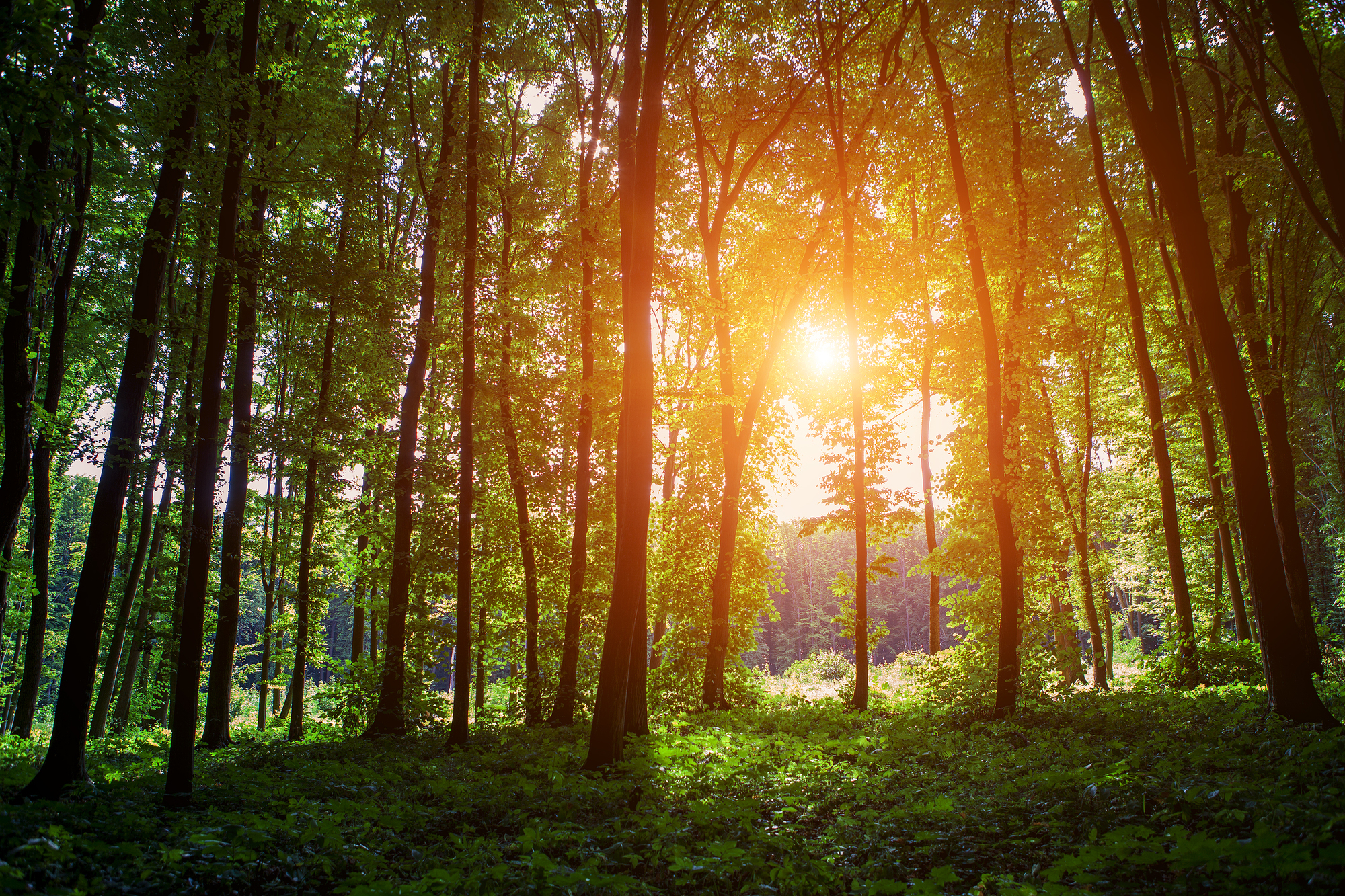 beautiful green forest
